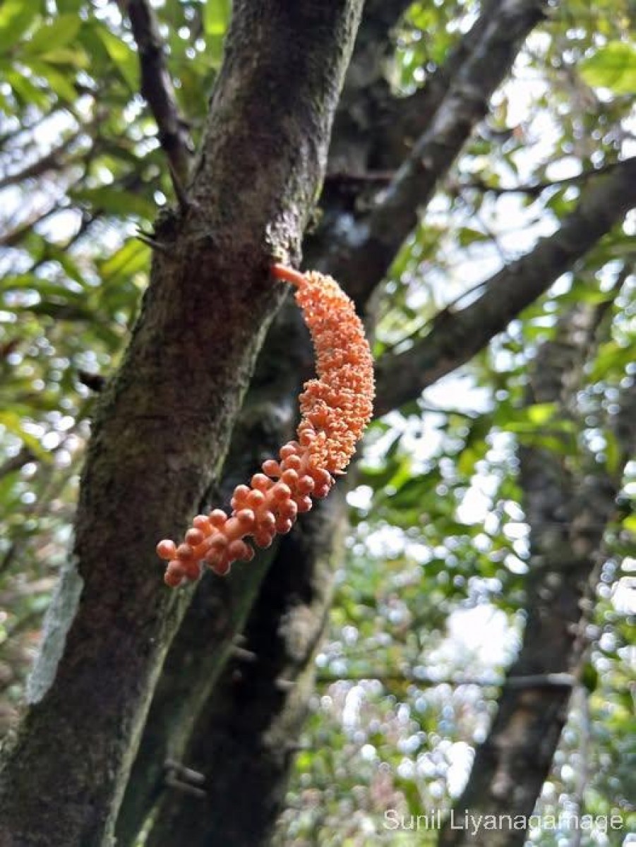 Scleropyrum
